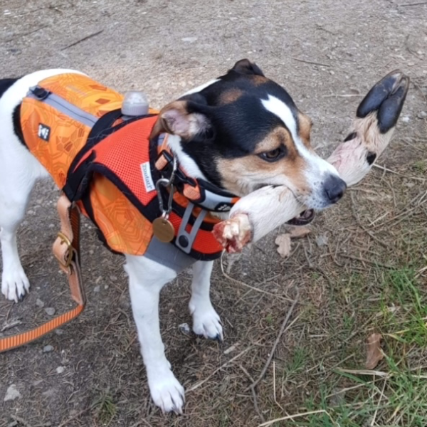 Dansk/svensk gårdhund har bestået schweissprøve