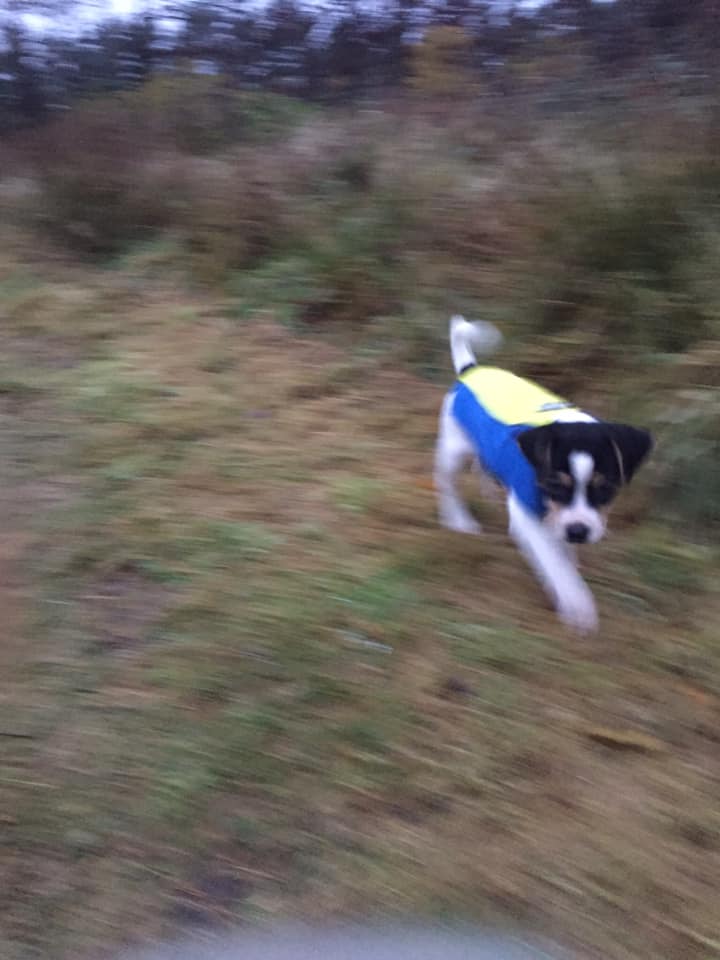 Joanna løber som hvalp