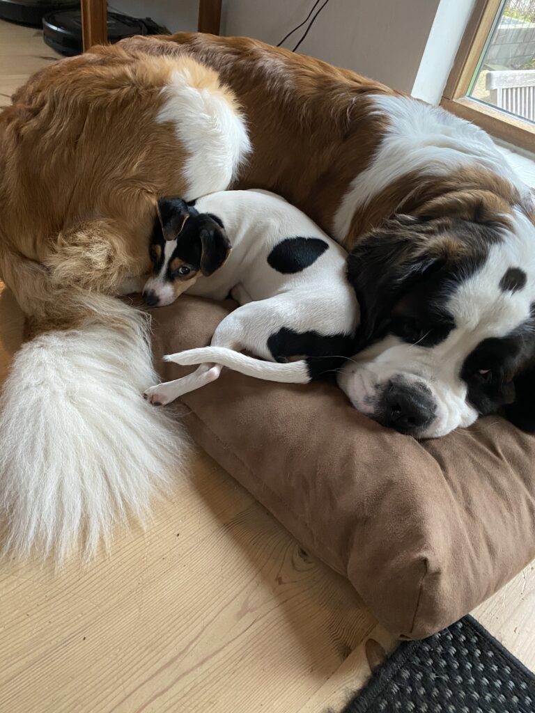 Tanja og Joanna Pjevsen sover på stor hundepude fyldt med memory foam