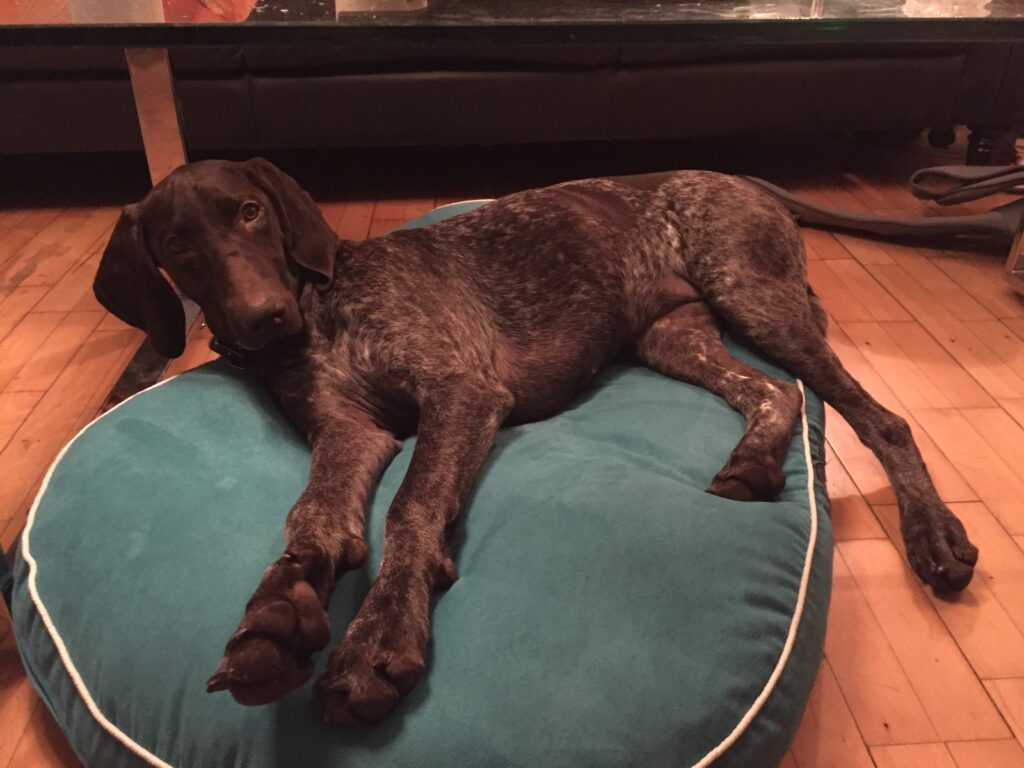 Dina slapper af på hundepude fyldt med behagelige krøjerkugler